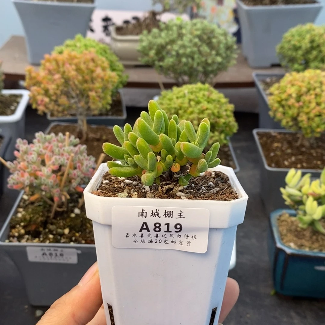 819短耳朵枝干番杏