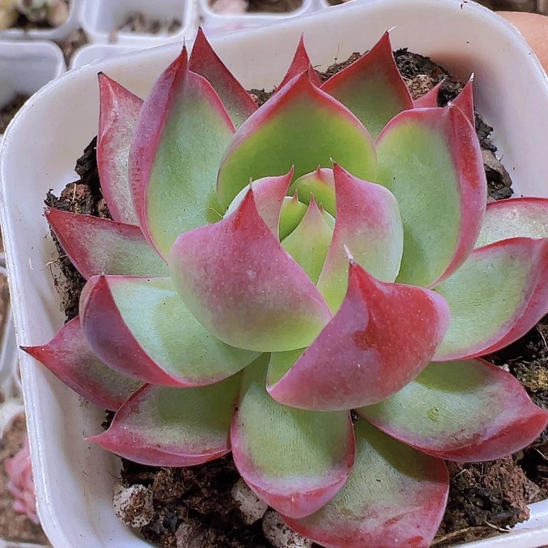 惊鸿带盆带土19包邮