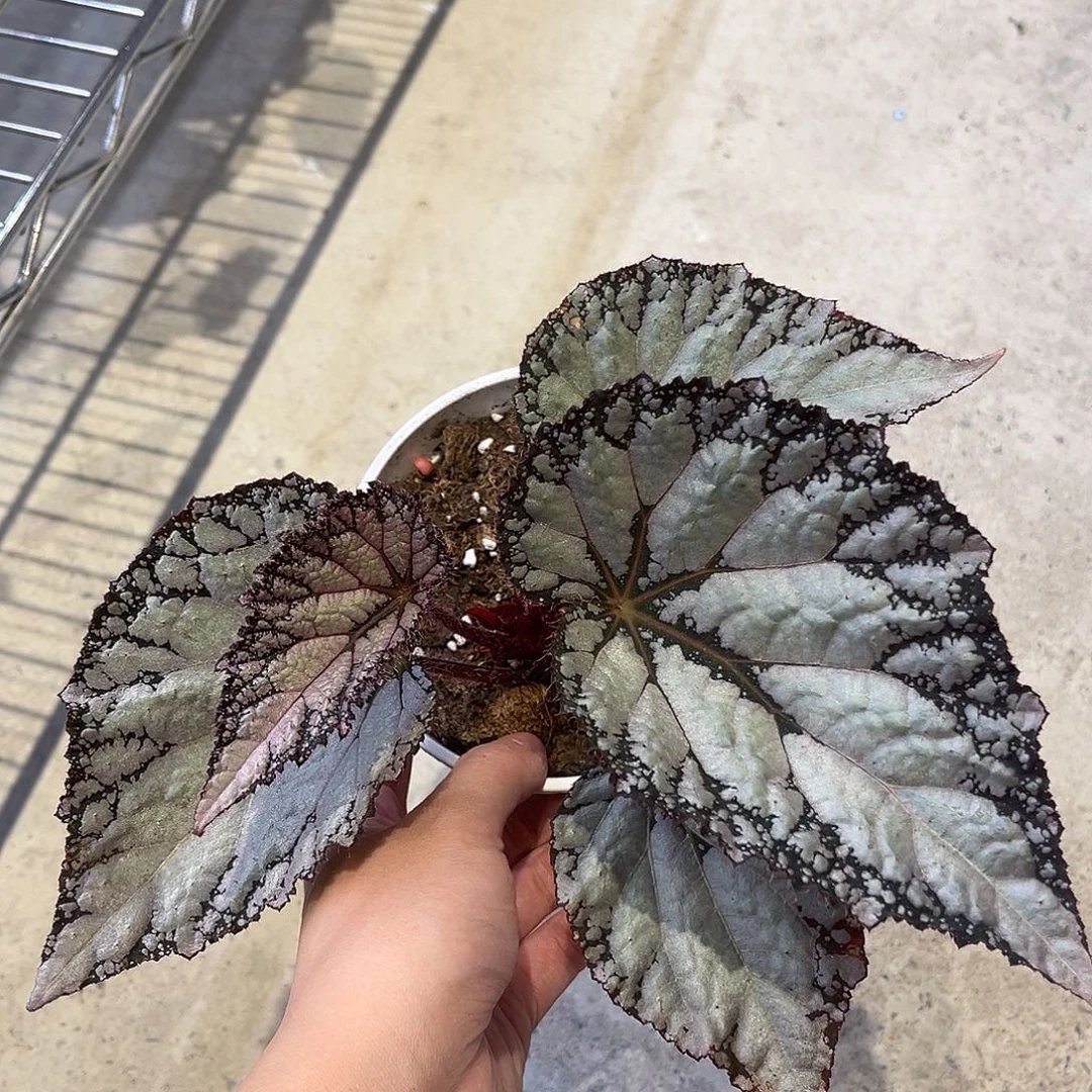 无花朵碎银 带保温