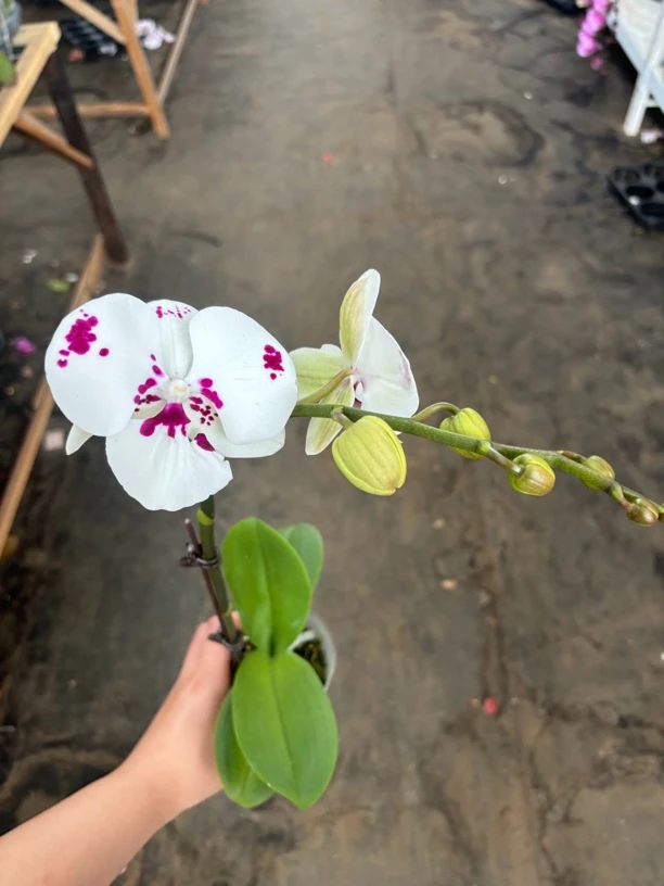 蝴蝶兰———(大乳牛)(任意两颗包邮只拍一颗发苗)
