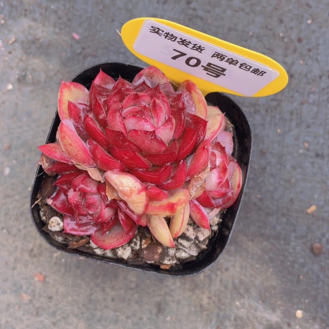 70号不知名糖心群生一个