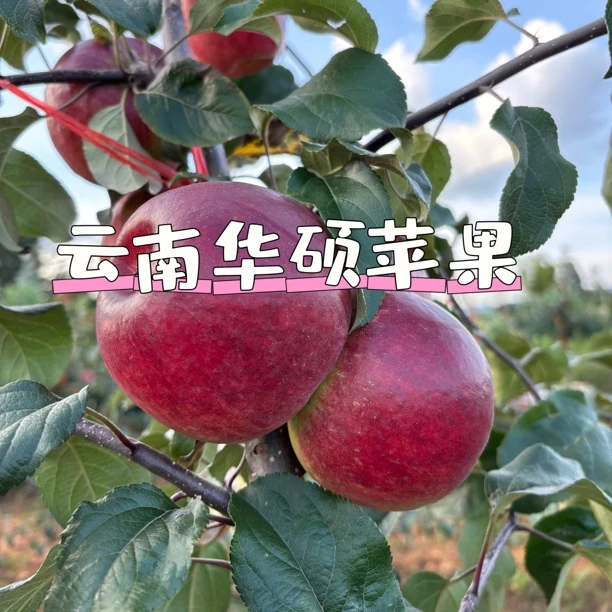 （2025年）云南华硕苹果脆甜多汁产地直发5斤包邮