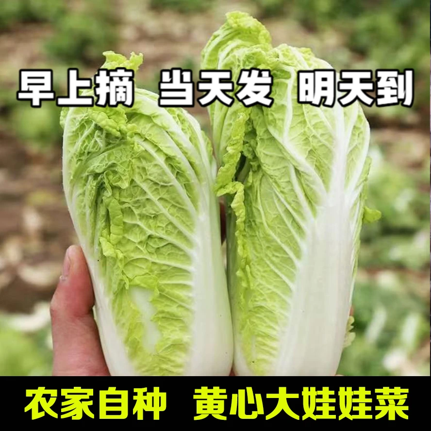 （现摘现发）农家自种黄心大娃娃菜3.5斤娃娃菜