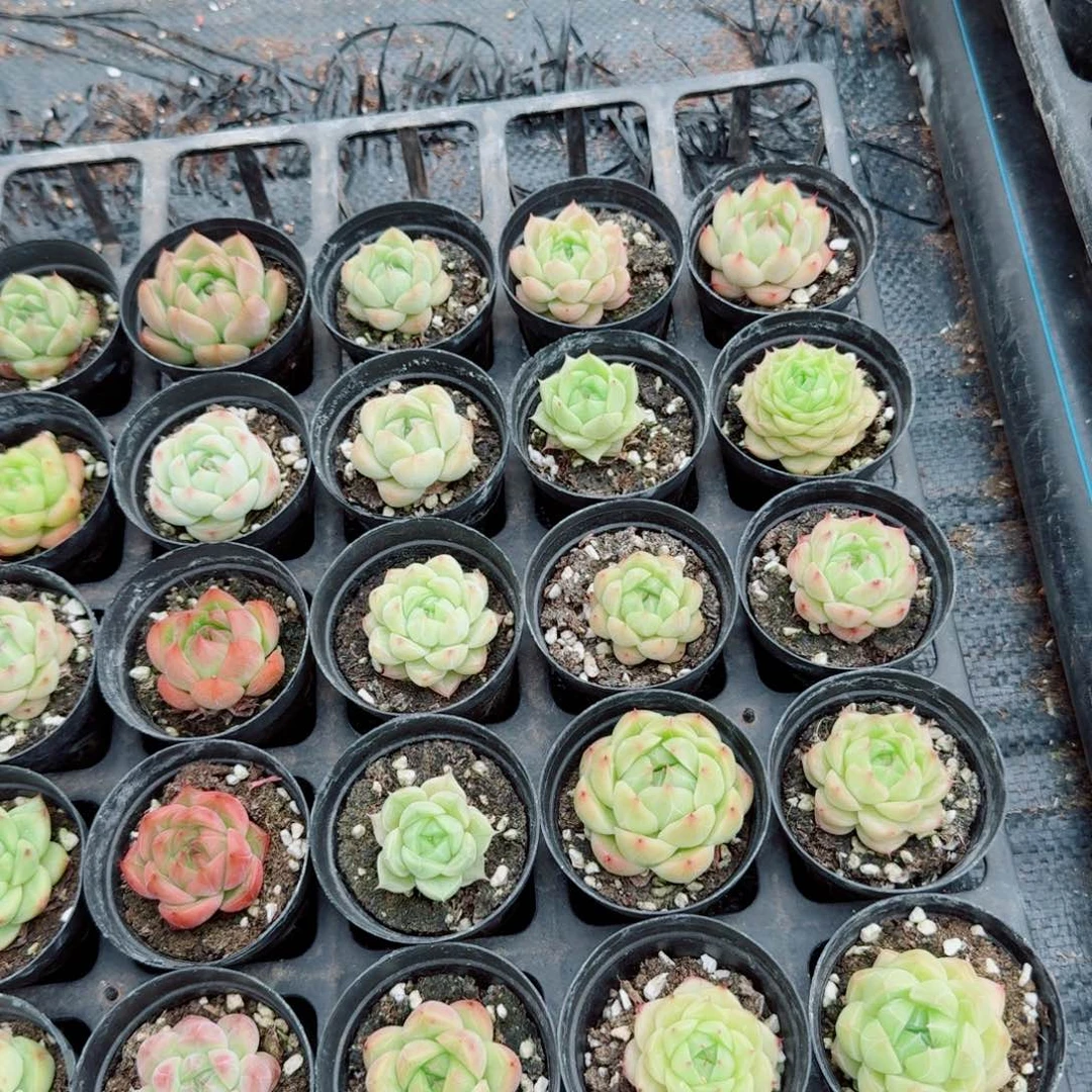 麦秆十棵量拍6-7