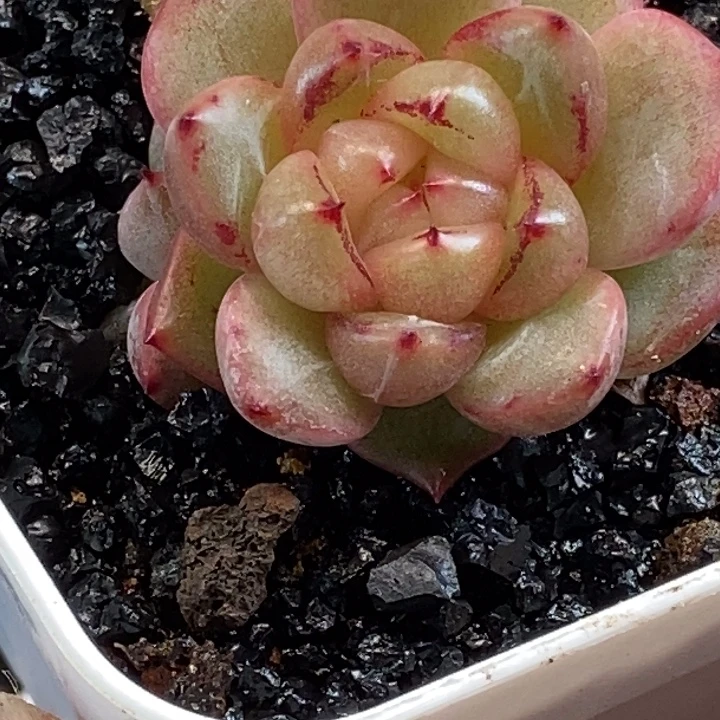 天官赐福百无禁忌