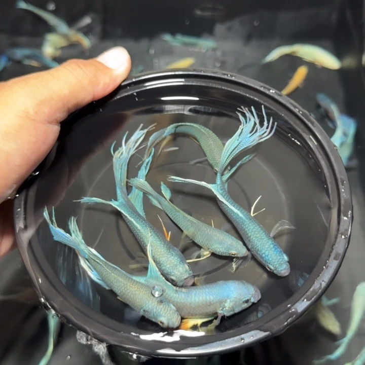 斗鱼直播间对图库存44