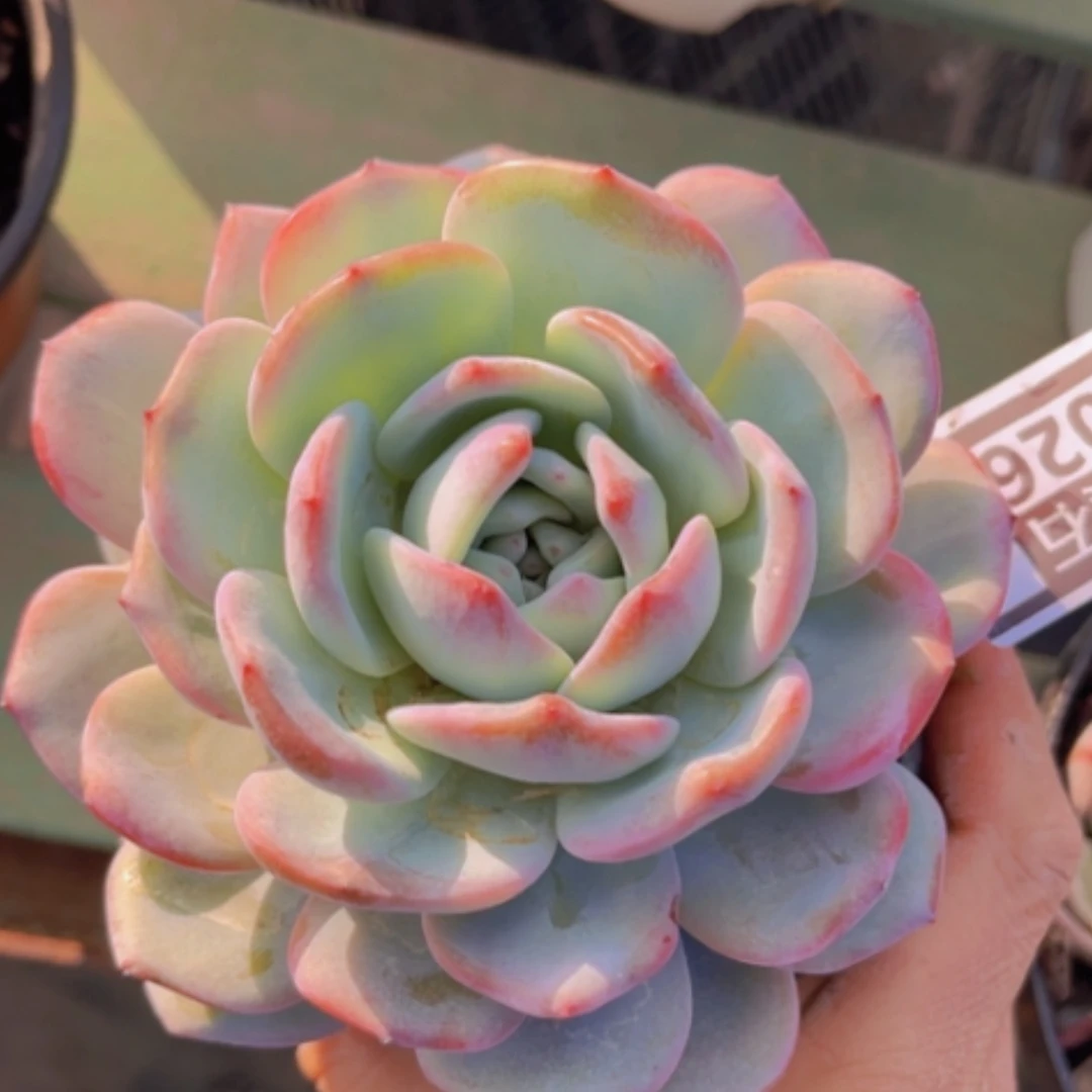 【闪购商品】奶盖杂20267