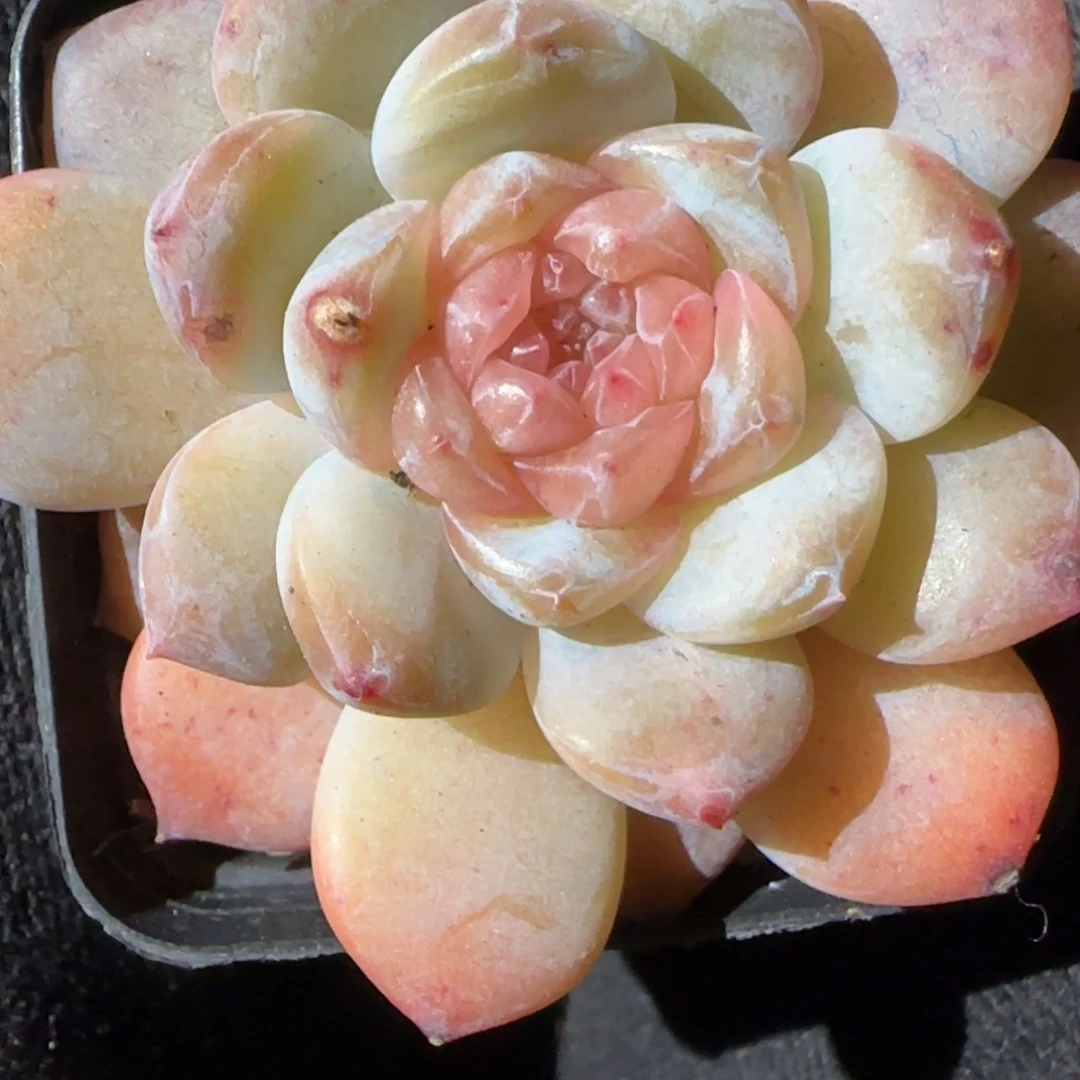 小卡拉米糖心一物一拍