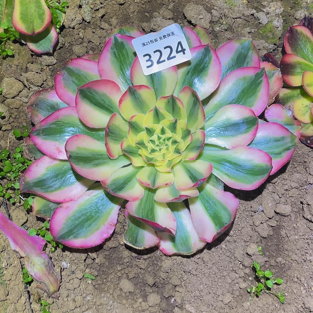 3224爱丽丝多肉植物