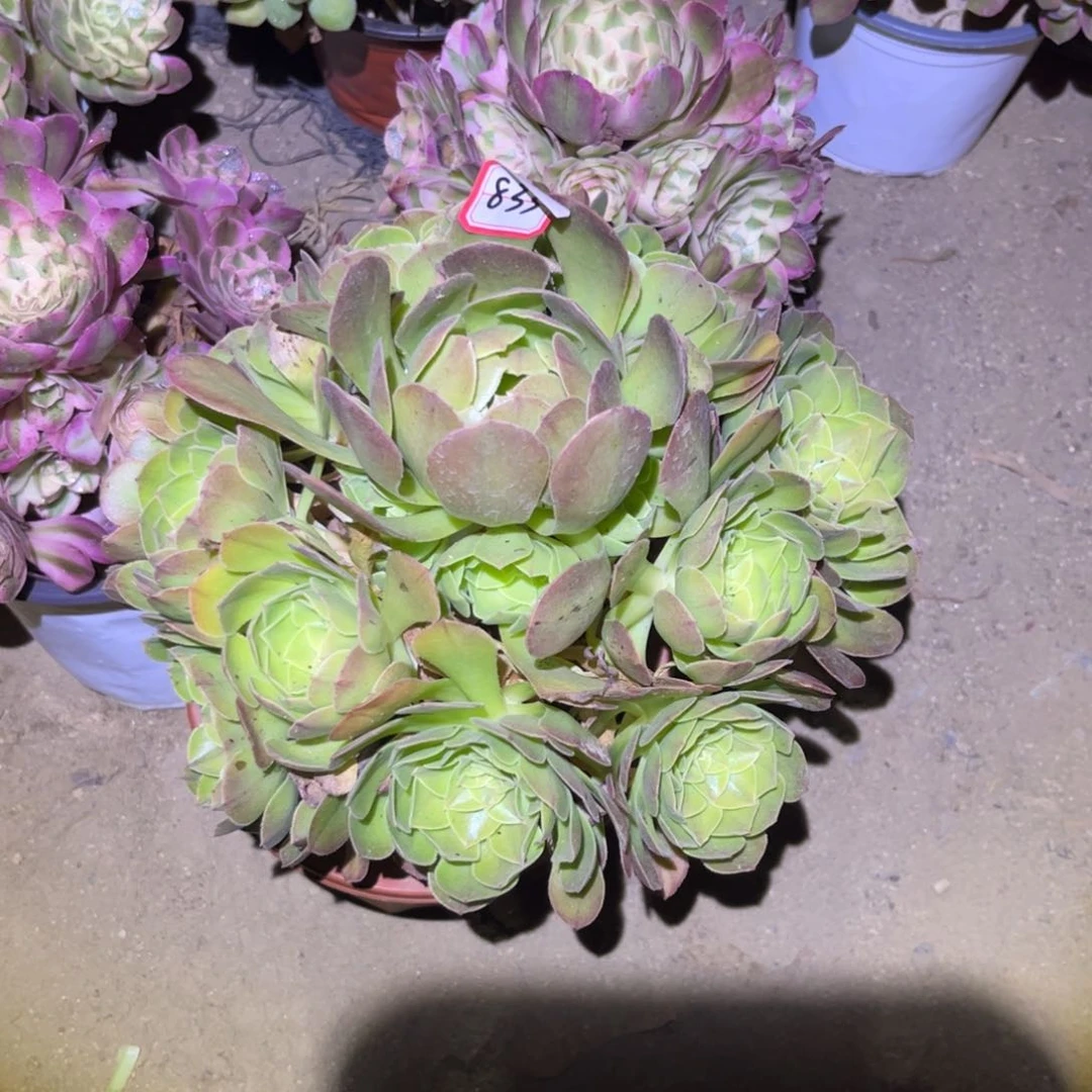 833多肉植物雨荷法师