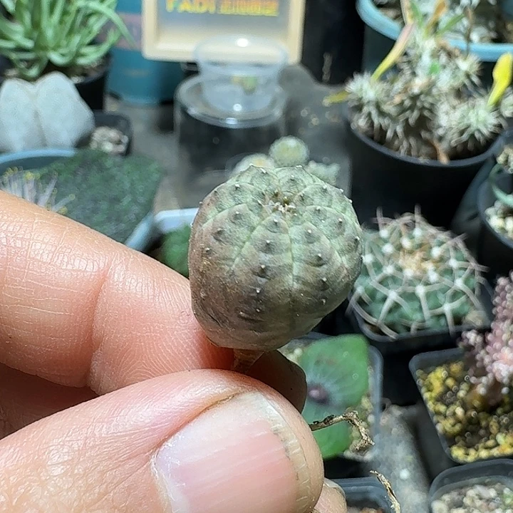 480欧版布纹球脱土发货