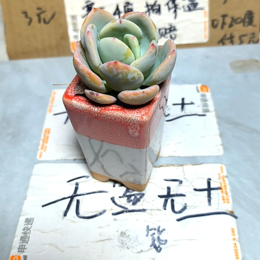 满6元包邮，白月光俩颗