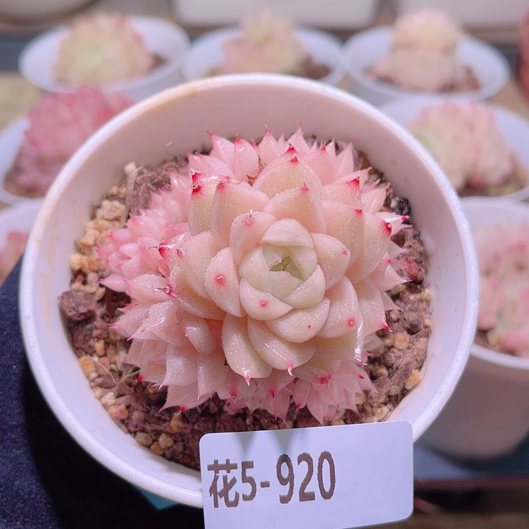 花利美5-920麦秆