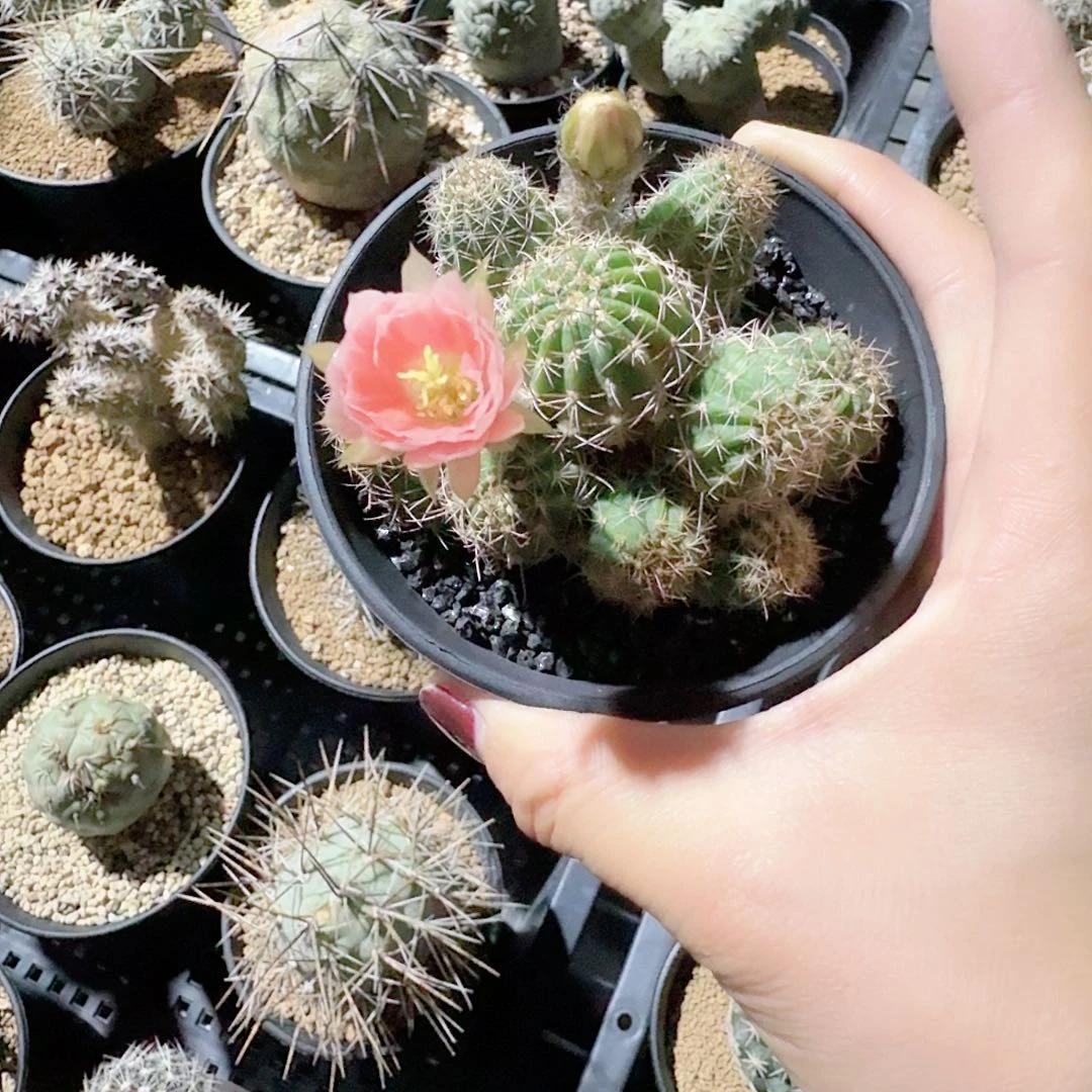 实生丽华脱土发货