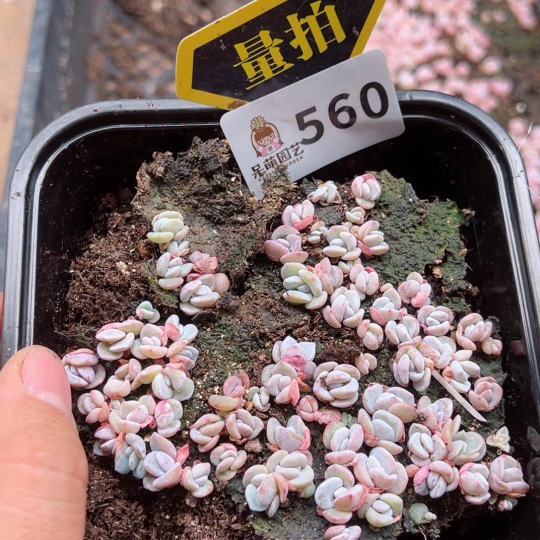 多肉植物多肉植物