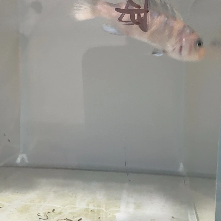 海水236号狮子湾斑马母鱼MC