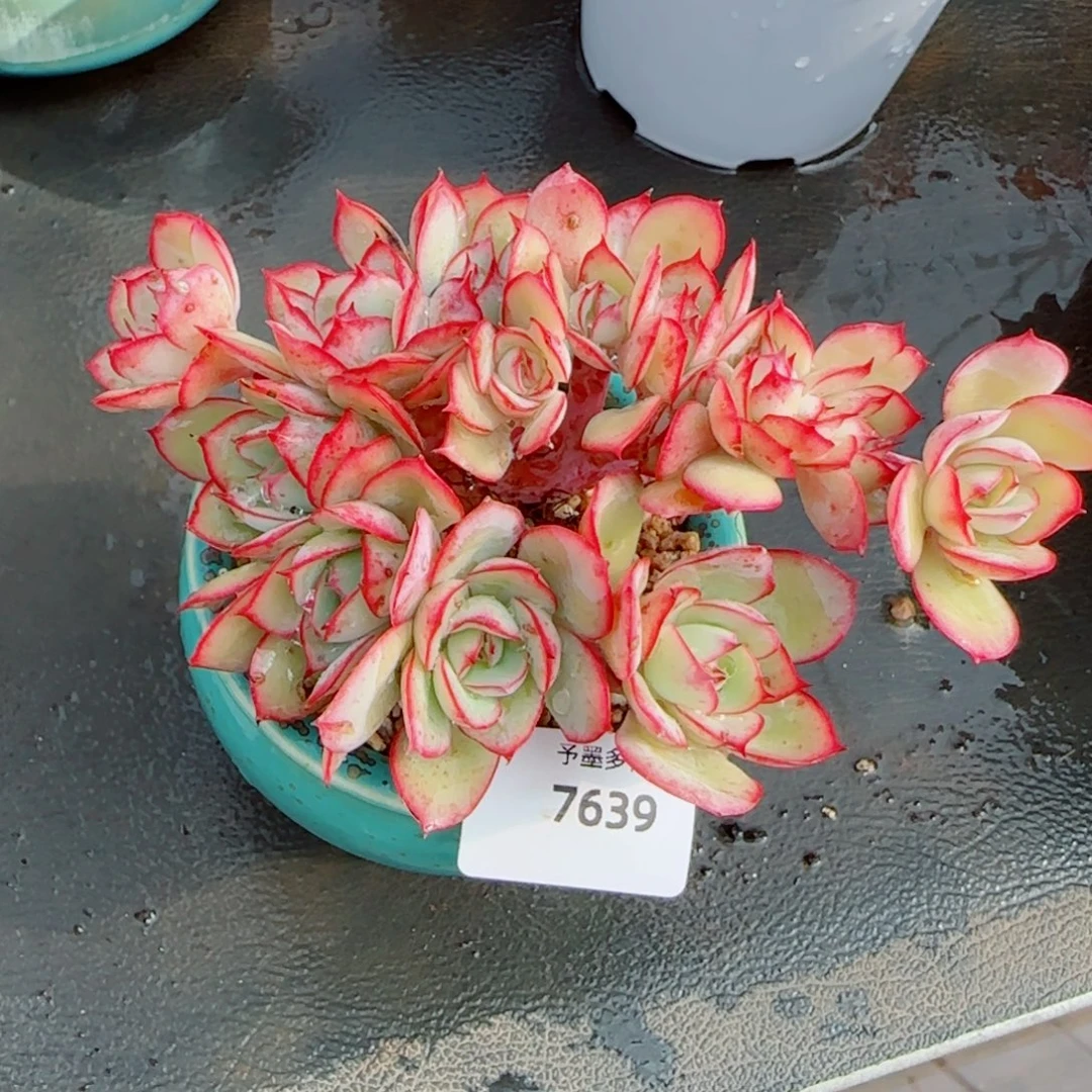 牡丹亭缀化，7639多肉植物