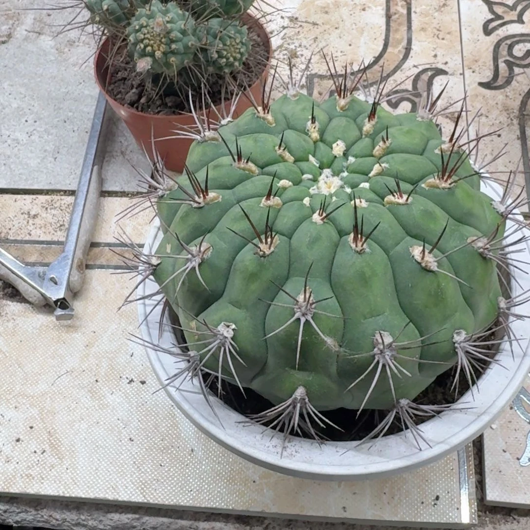 南***隅无花朵新天地哈哈哈哈哈哈哈哈