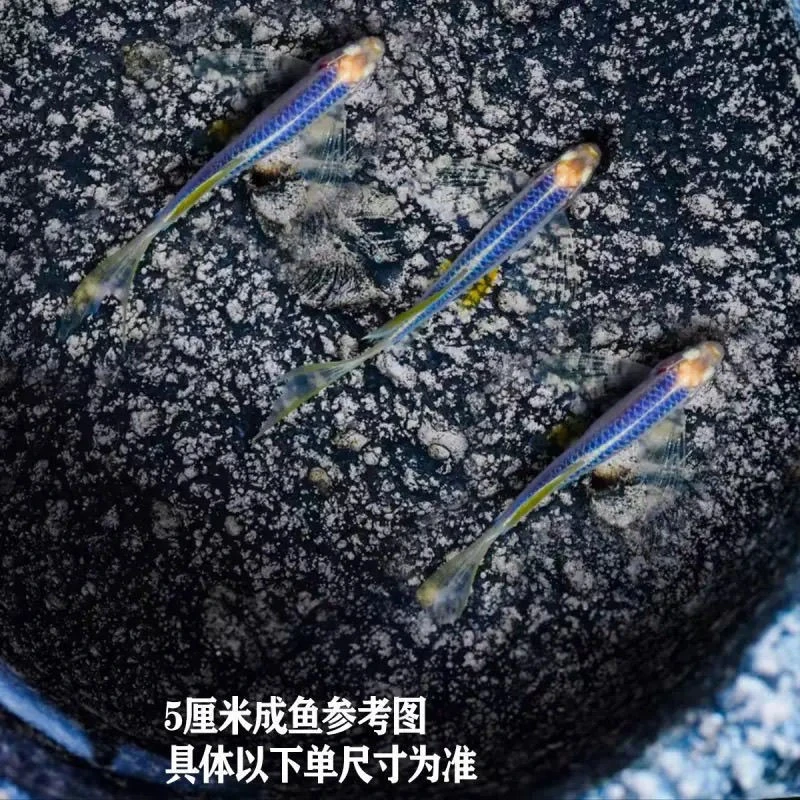 碟翼斑马蓝莓2-3cm*2条（无包损）