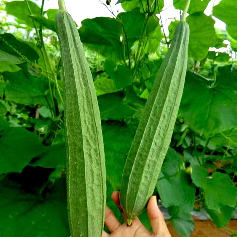 八棱瓜丝瓜种子高产八角丝瓜种籽大肉皱皮春球四季农家种植蔬菜孑