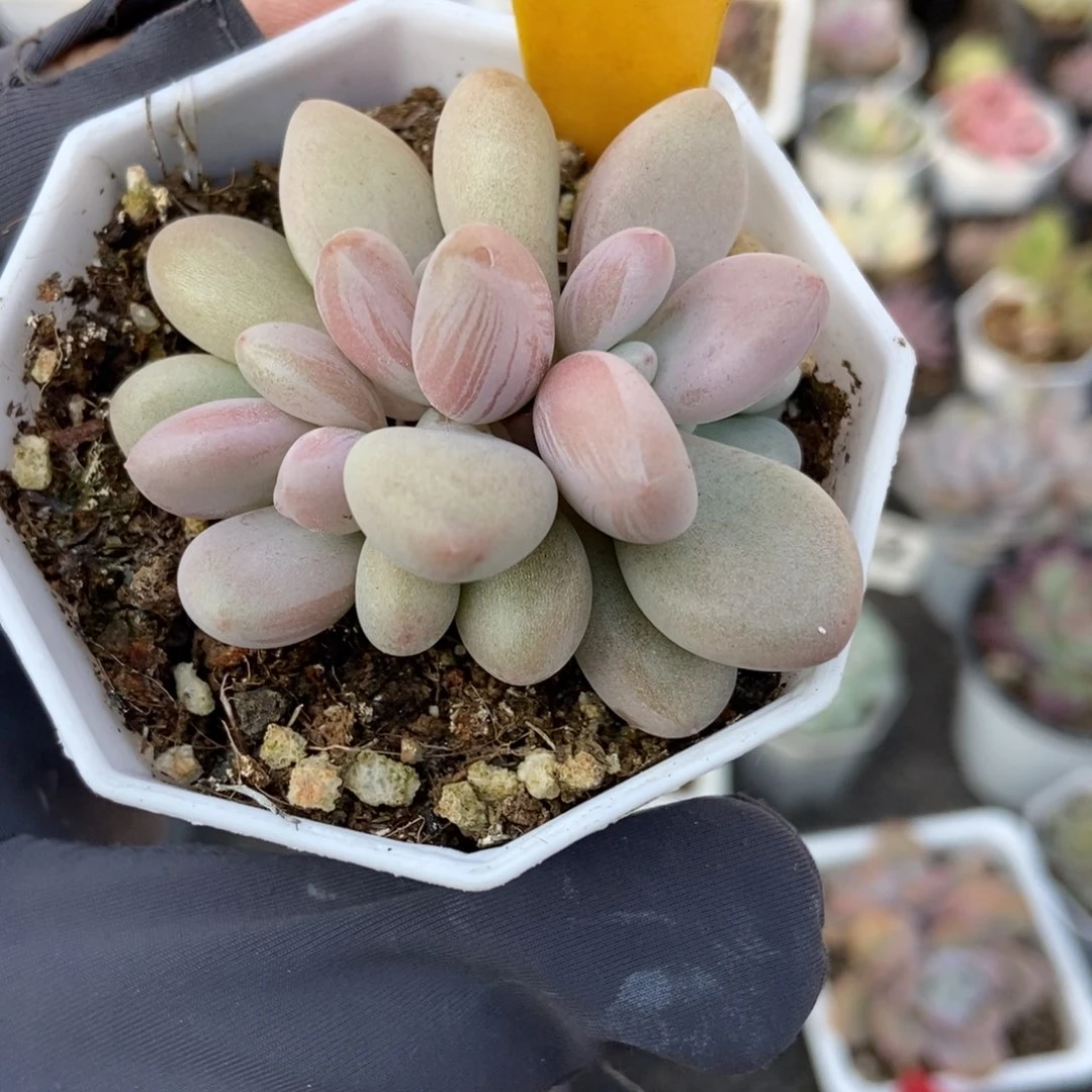 2011原始虞美人多肉植物