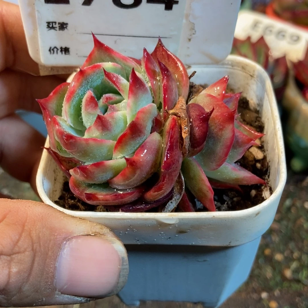 惊鸿一瞥784号多肉