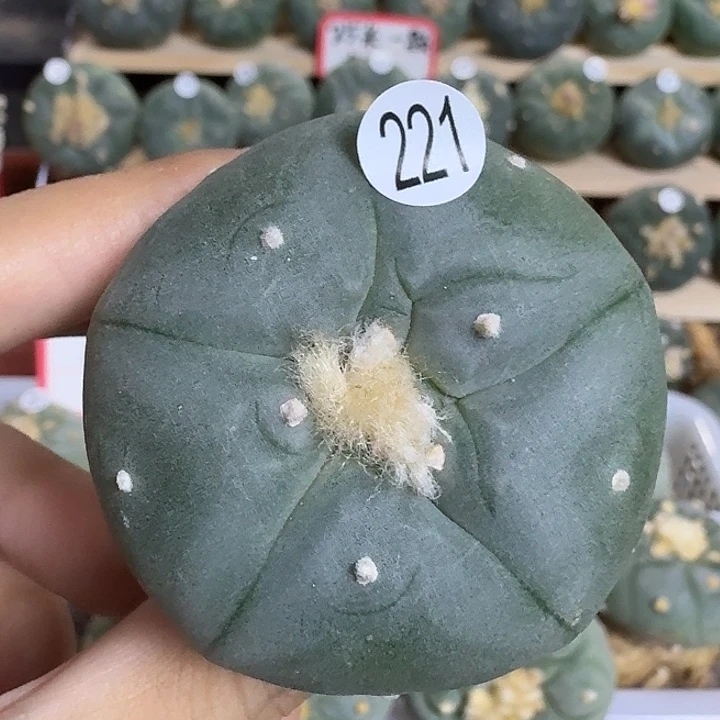 完全开放实生kk乌园艺观赏植物