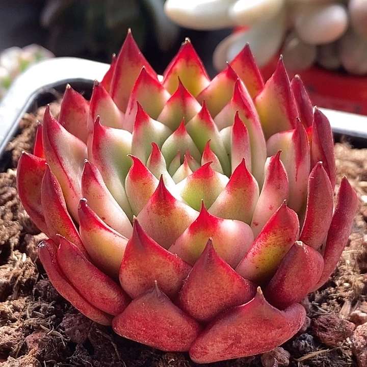 乌木锦多肉植物多肉
