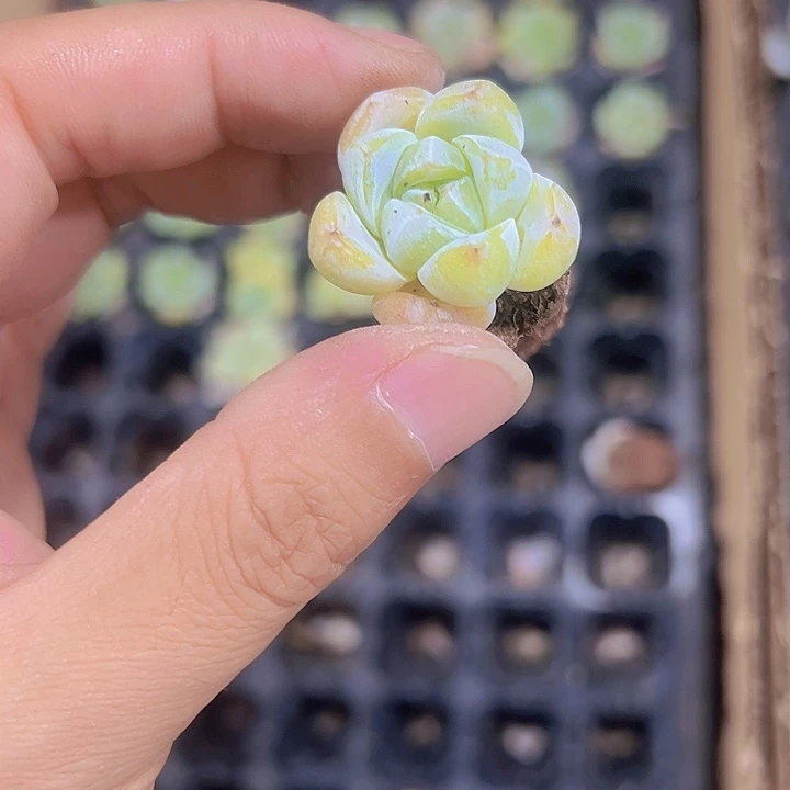 粉天使精品多肉植物大战