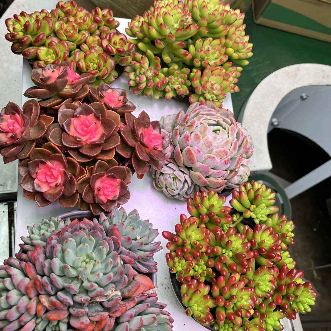 多肉植物套餐组合一箱六盆