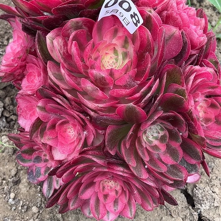 5.9-8倾城多肉植物5