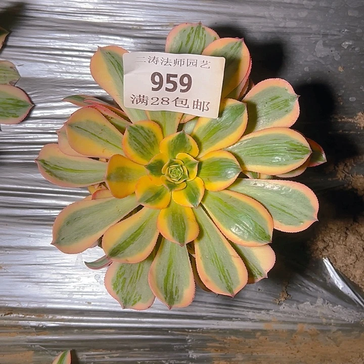 959灿烂多肉植物