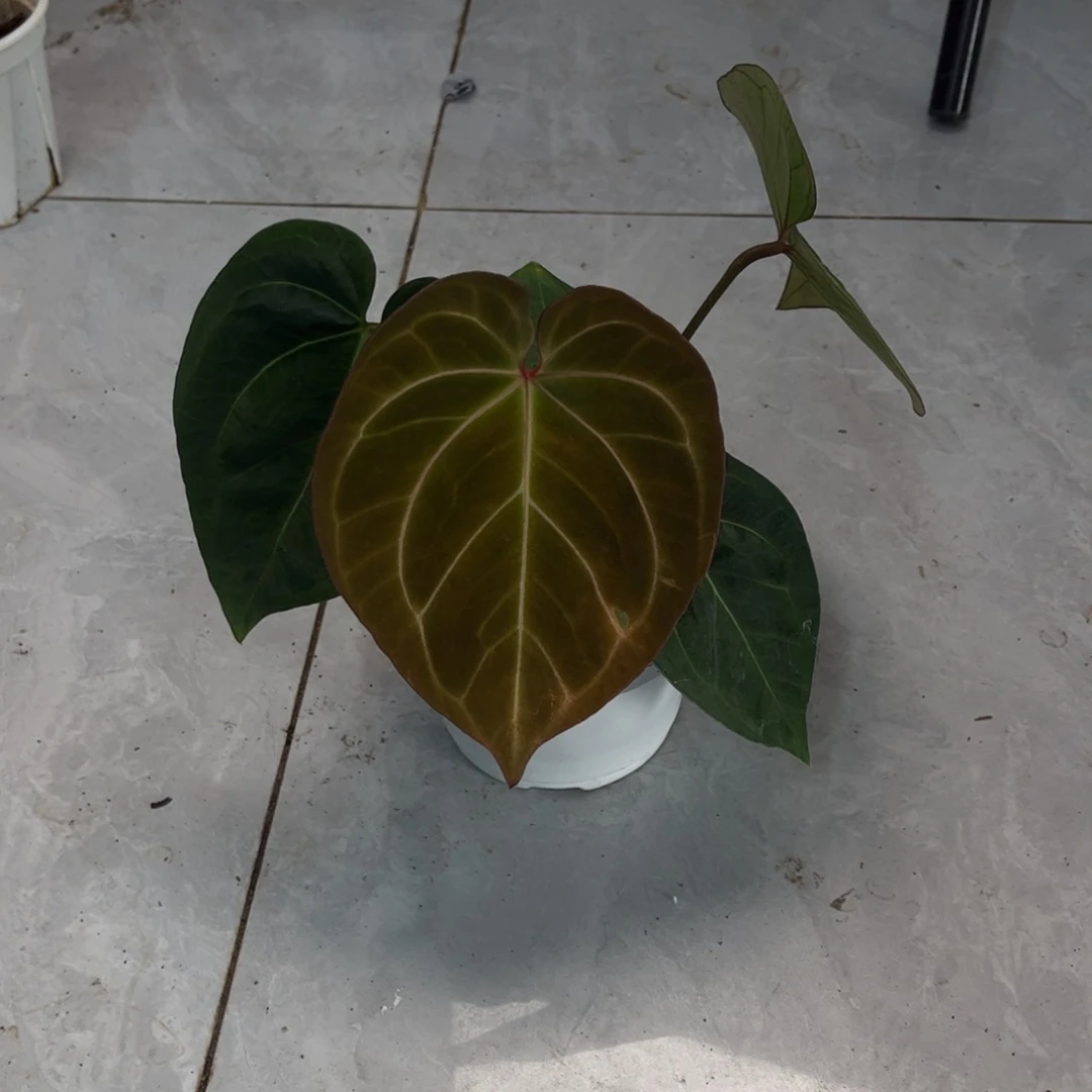 无花朵kos杂红水晶5977