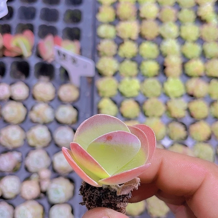 糖印【满10颗包邮】