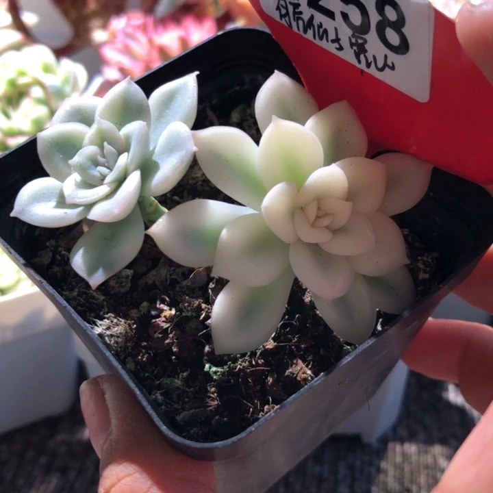 月亮仙子宽锦有根