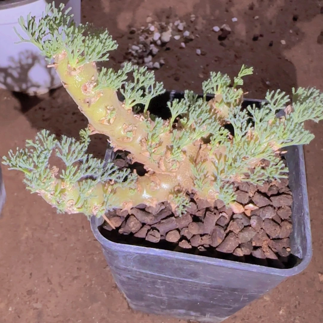 ～***j块根植物块根植物