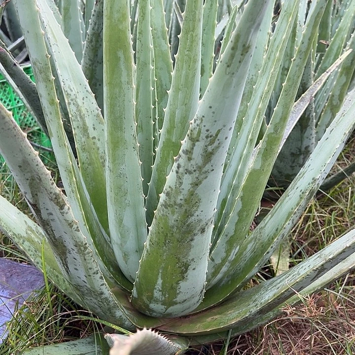 整颗20斤重库拉索芦荟