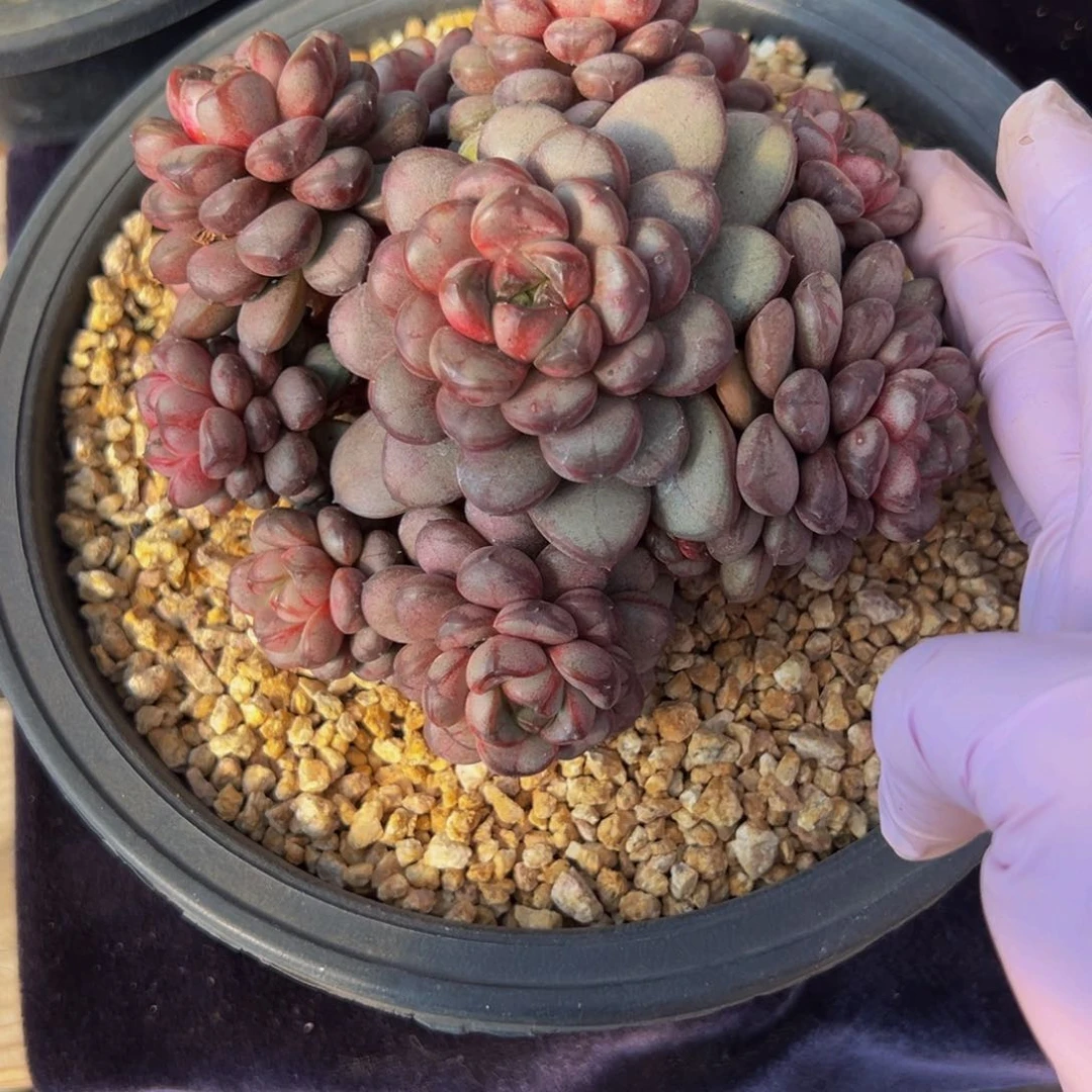 葡萄 新年快乐 新年快乐