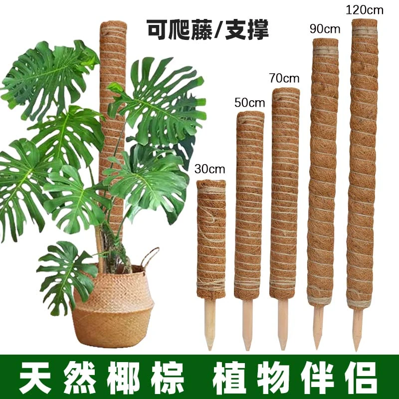 龟背竹支撑杆绿箩攀爬柱椰棕棒固定架植物爬藤花架棕榈皮椰丝苔藓