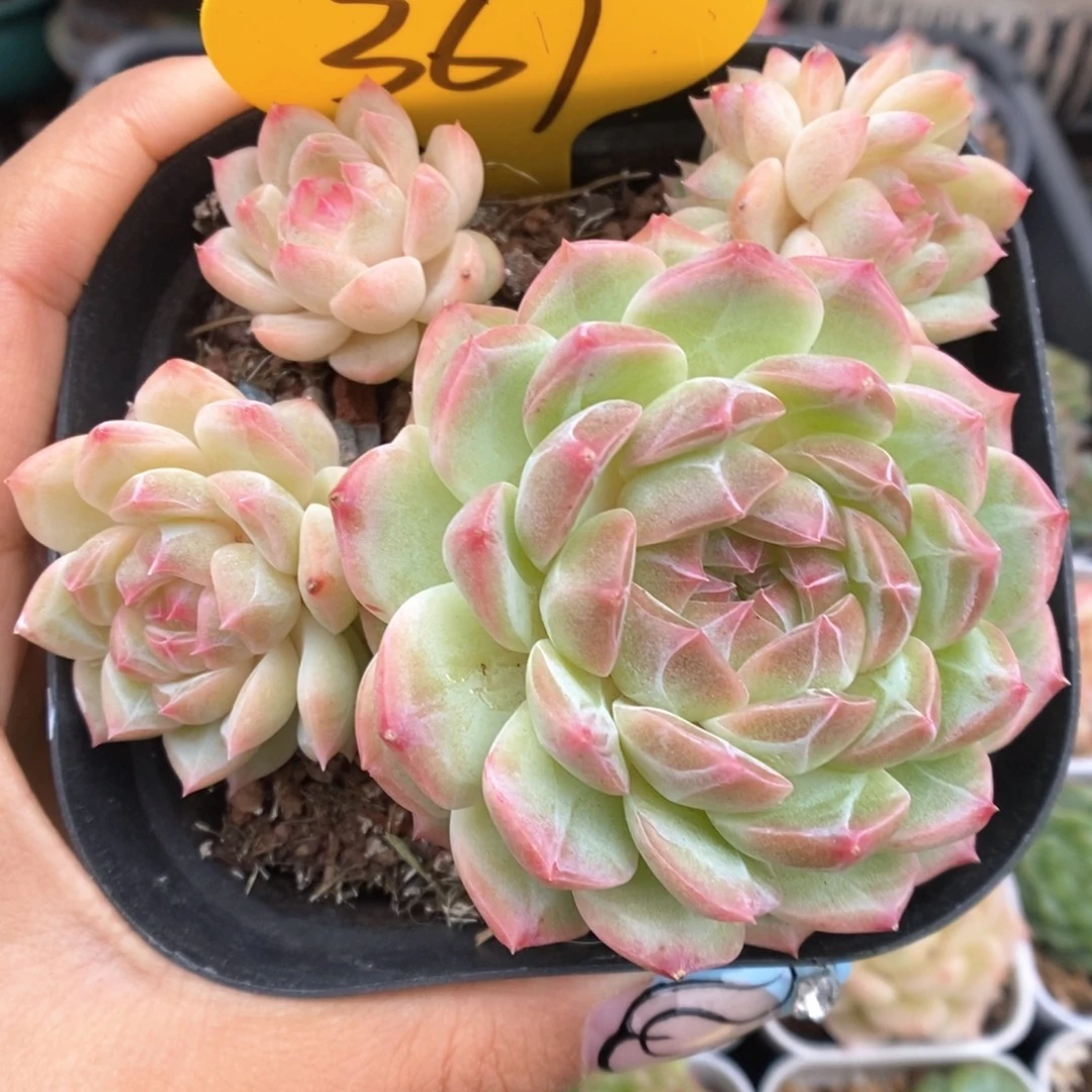 钻心珍妮群生361号。