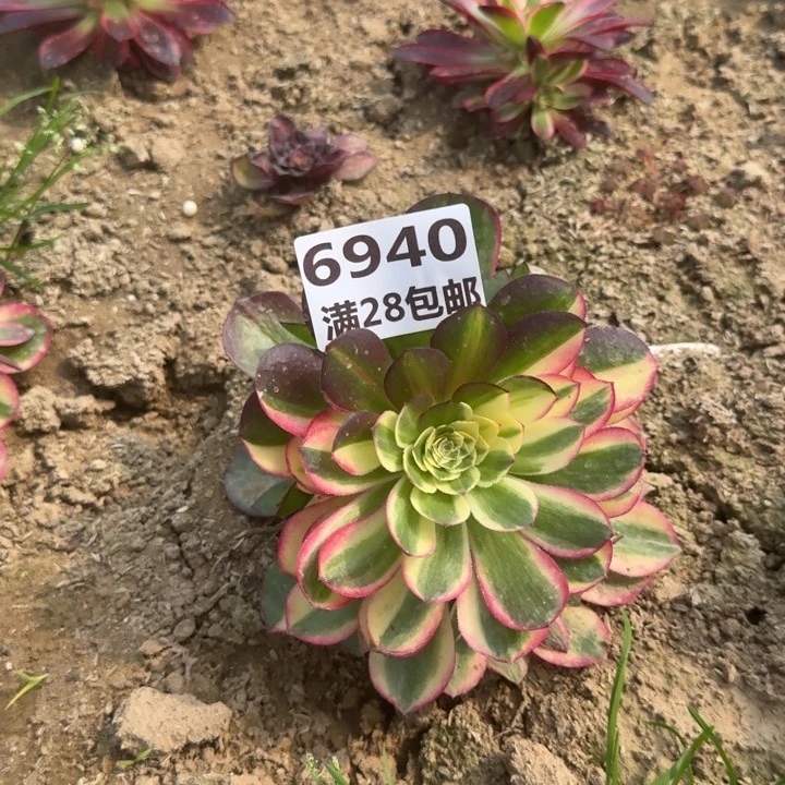 世****奈6940二号棚多肉植物G