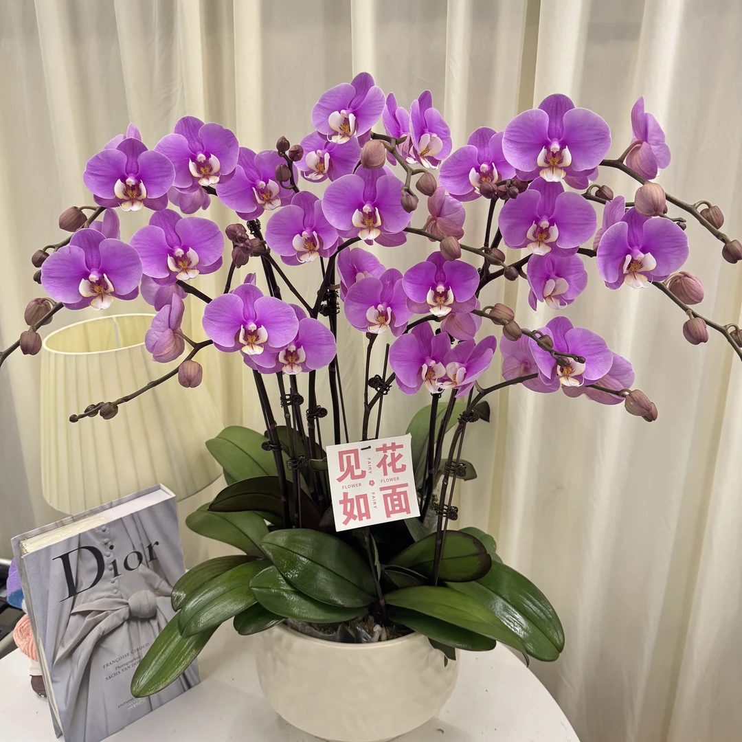 蝴蝶兰【安娜】欧品淡紫粉色系精致组盆盆栽鲜花绿植送礼带花花苞