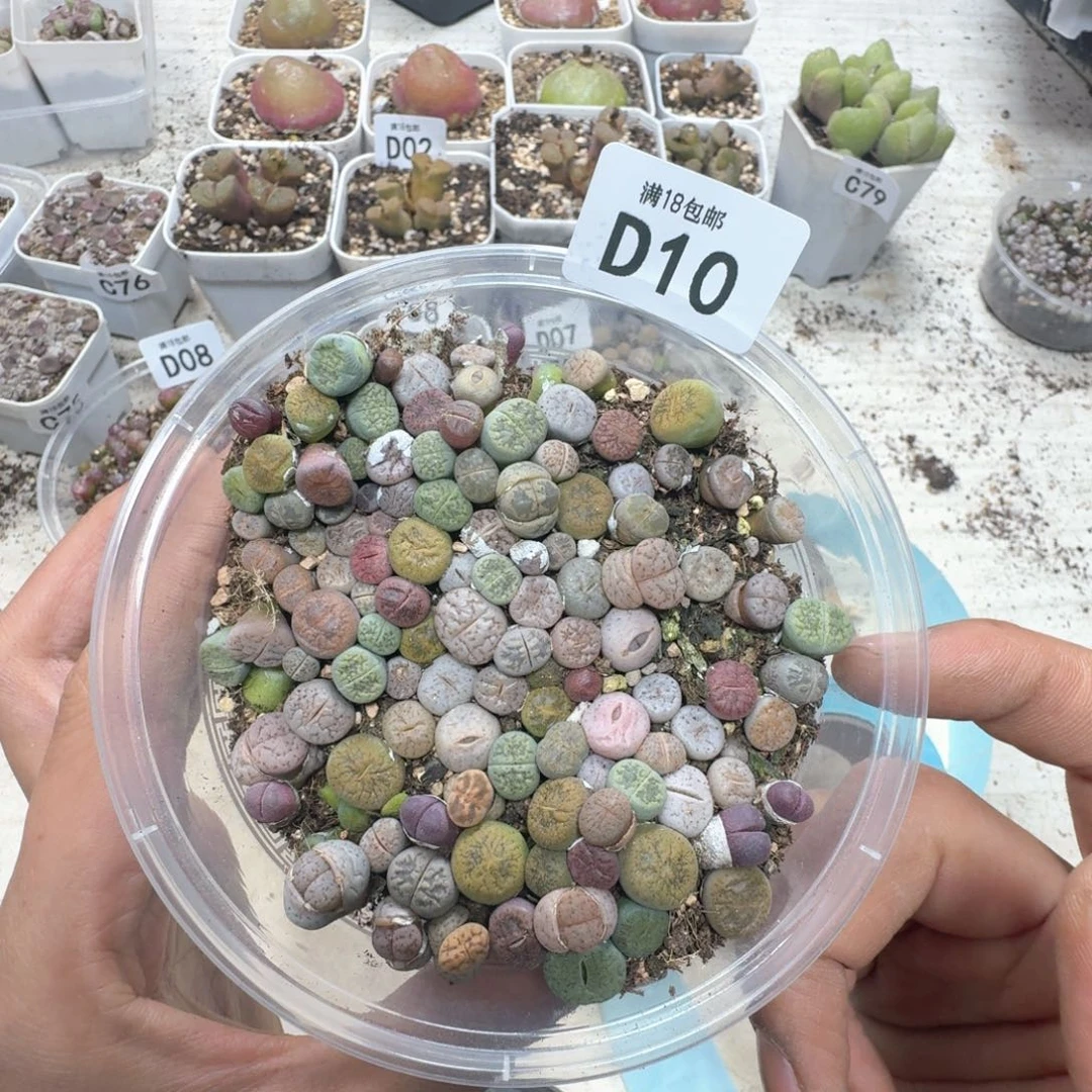 D10 彩色生石花一大盒