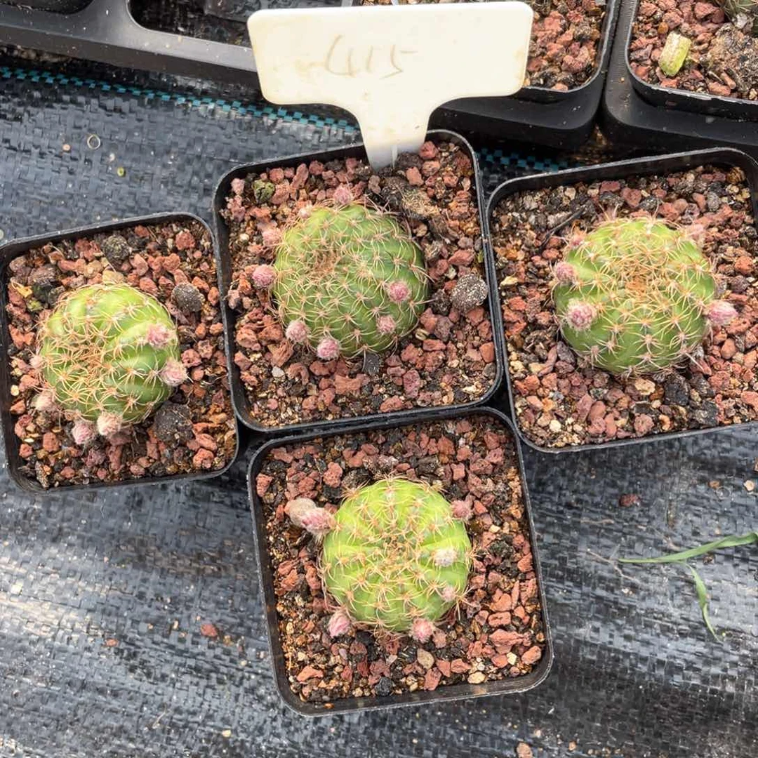 115号丽花量拍带花包