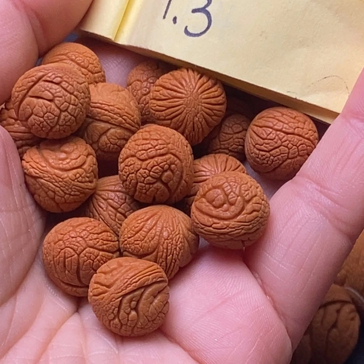 秦岭龙纹桃核18颗