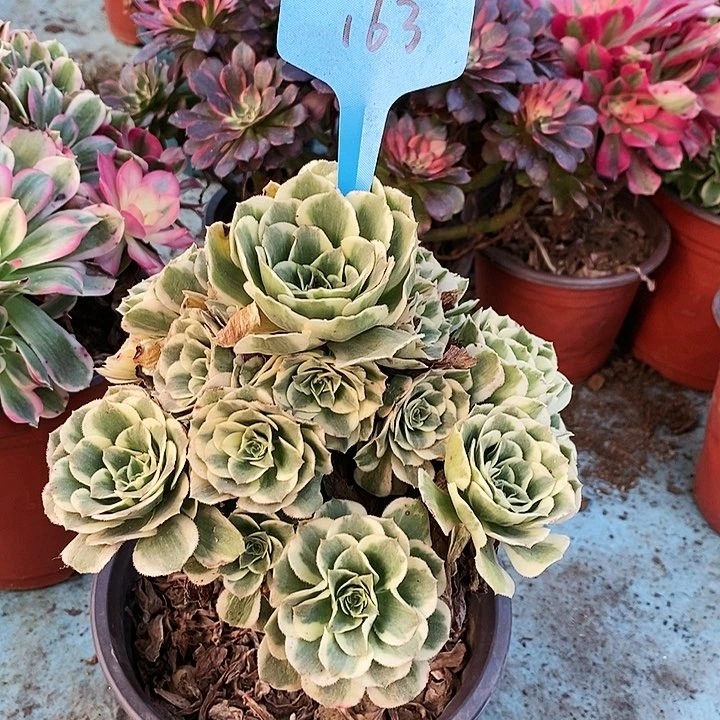 163 一颗迈巴赫法师多肉