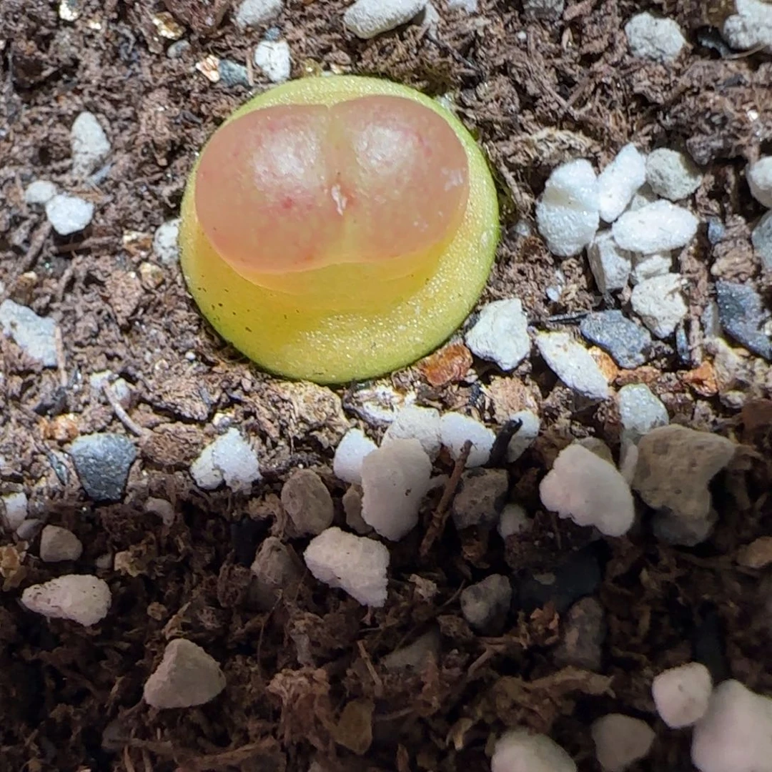 肉锥多肉植物百科-日式拉登1390