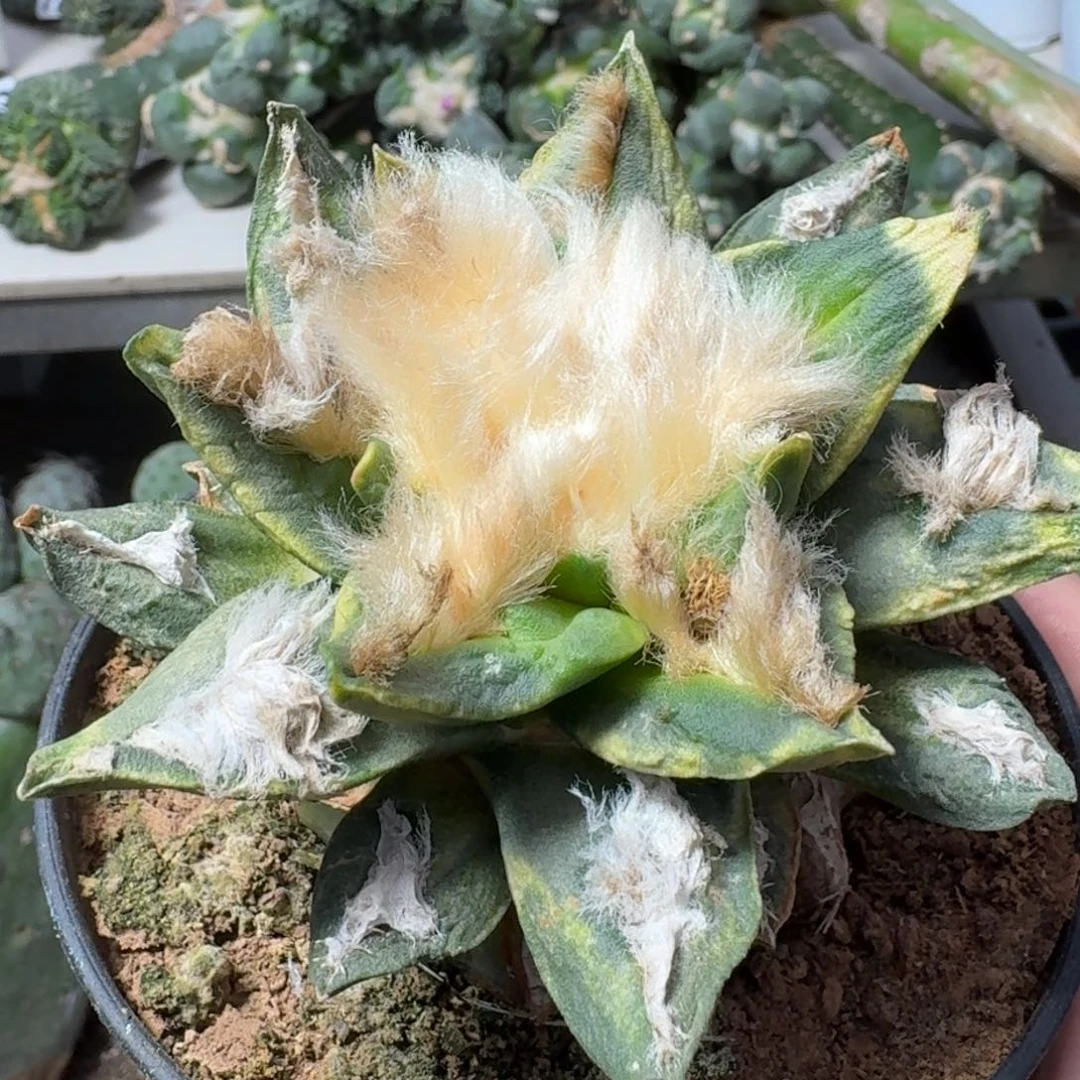 【闪购商品】无花朵博士牡丹锦