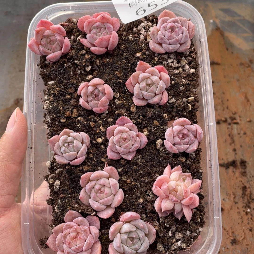 云糖心多肉植物653