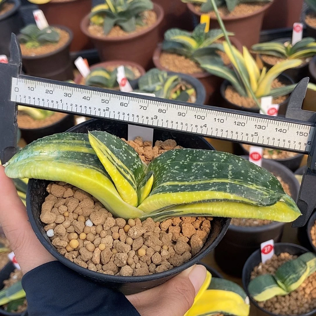 923卧牛实生锦带盆发货